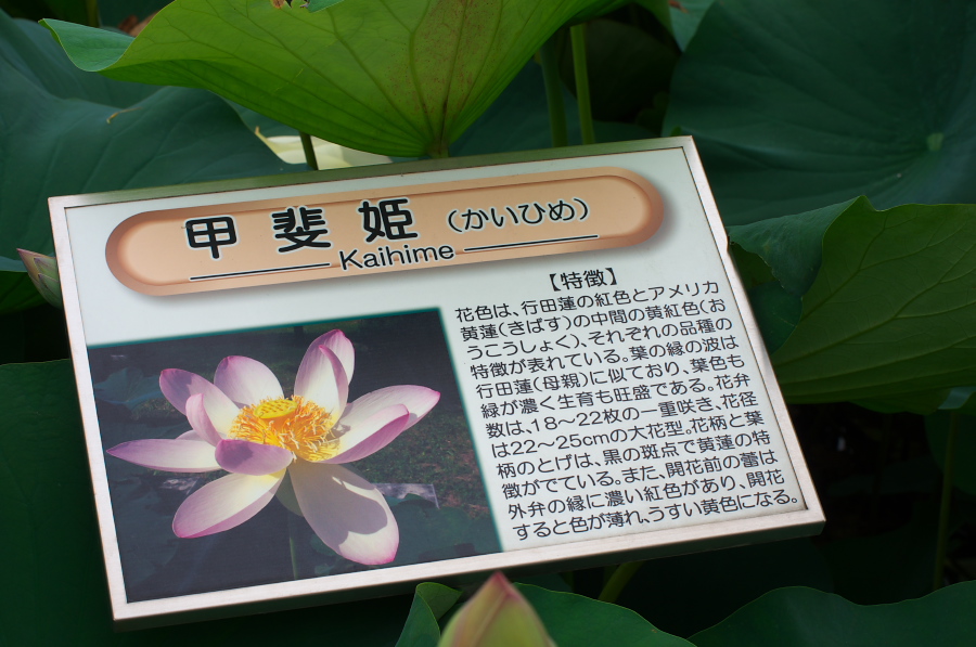 IMGP6066.jpg(278028 byte)