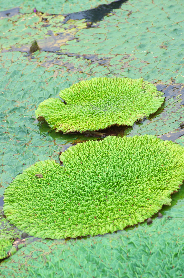 IMGP6108.jpg(507665 byte)