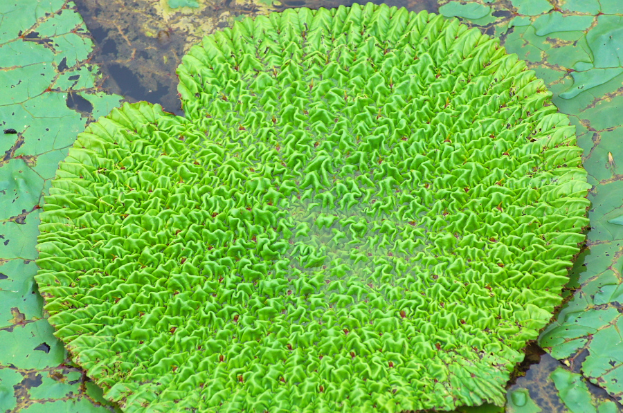 IMGP6110.jpg(572561 byte)