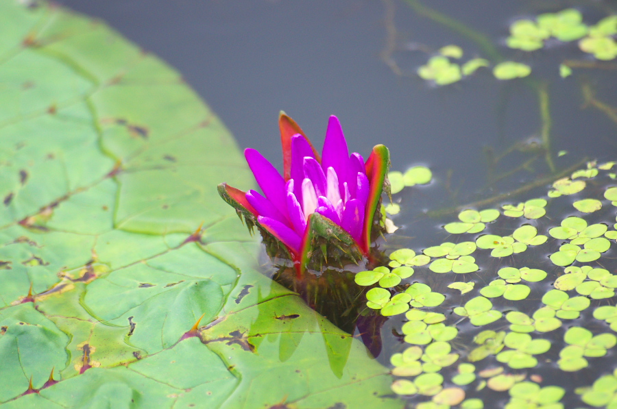 IMGP6129.jpg(298274 byte)