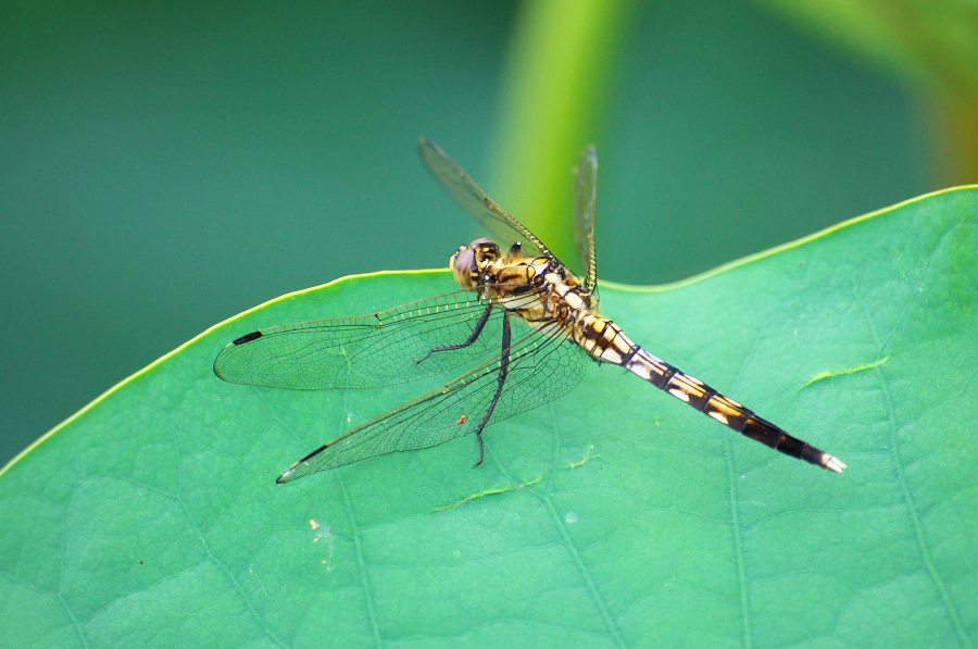 IMGP6144.jpg(326688 byte)