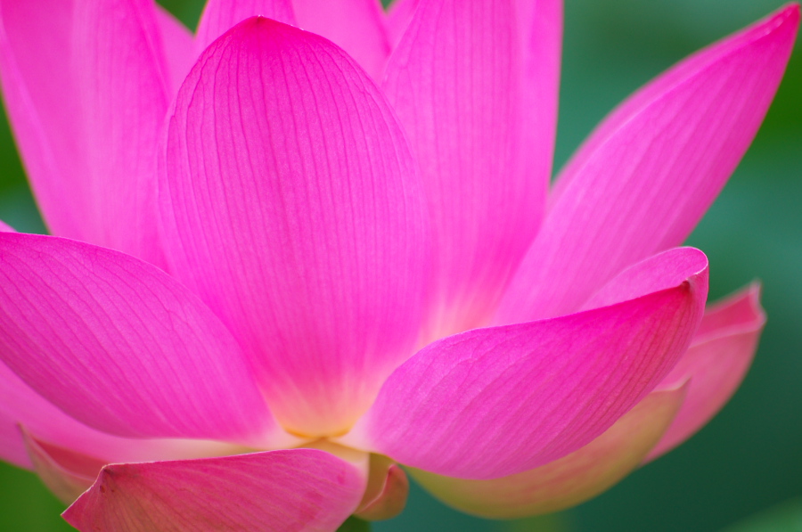 IMGP6145.jpg(230368 byte)