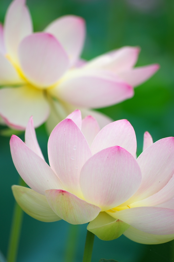 IMGP6185.jpg(159253 byte)