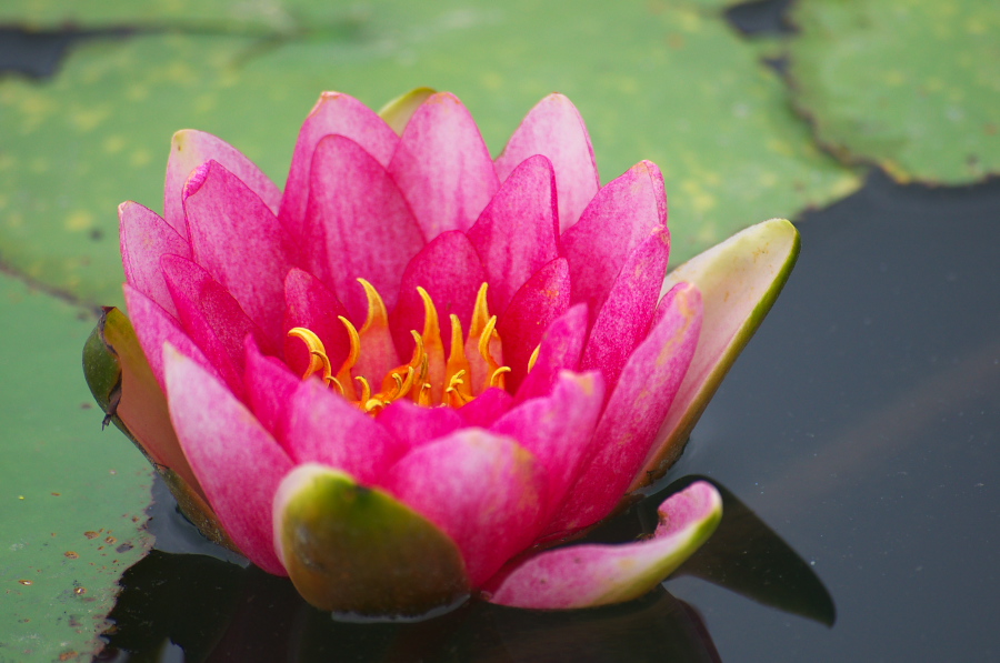 IMGP6207.jpg(250346 byte)