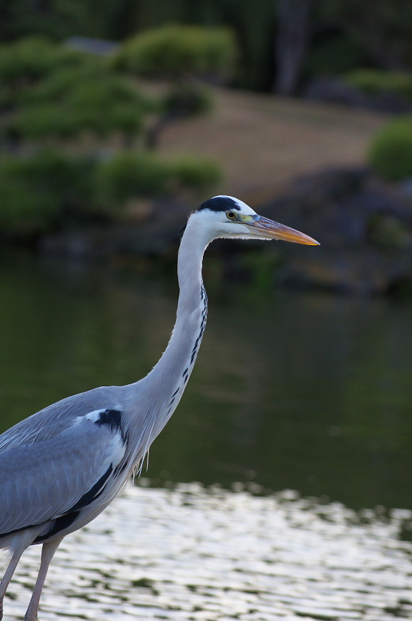 IMGP1104.jpg(209195 byte)