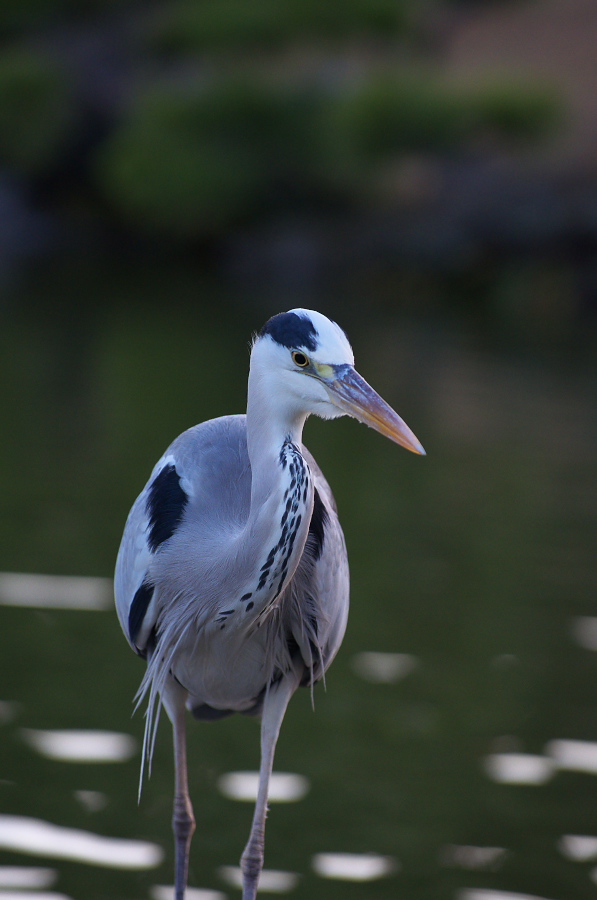 IMGP1108.jpg(193988 byte)