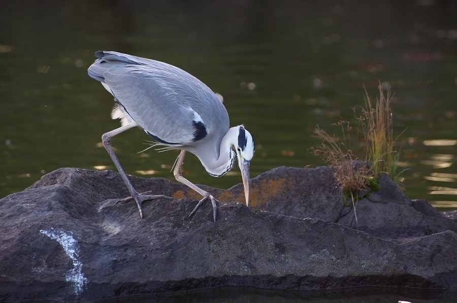 IMGP1118.jpg(268312 byte)