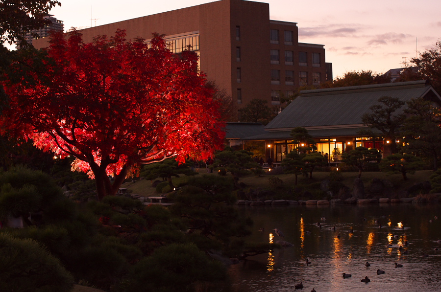 IMGP1194.jpg(350896 byte)