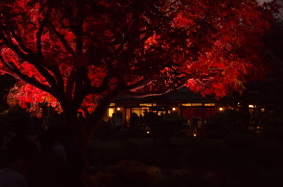 IMGP1212.jpg(325035 byte)