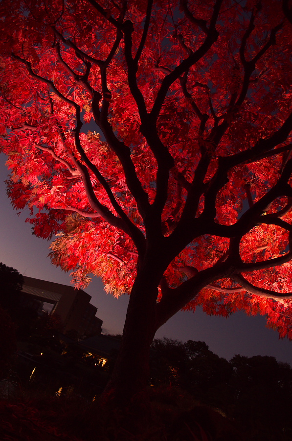 IMGP1217.jpg(422107 byte)