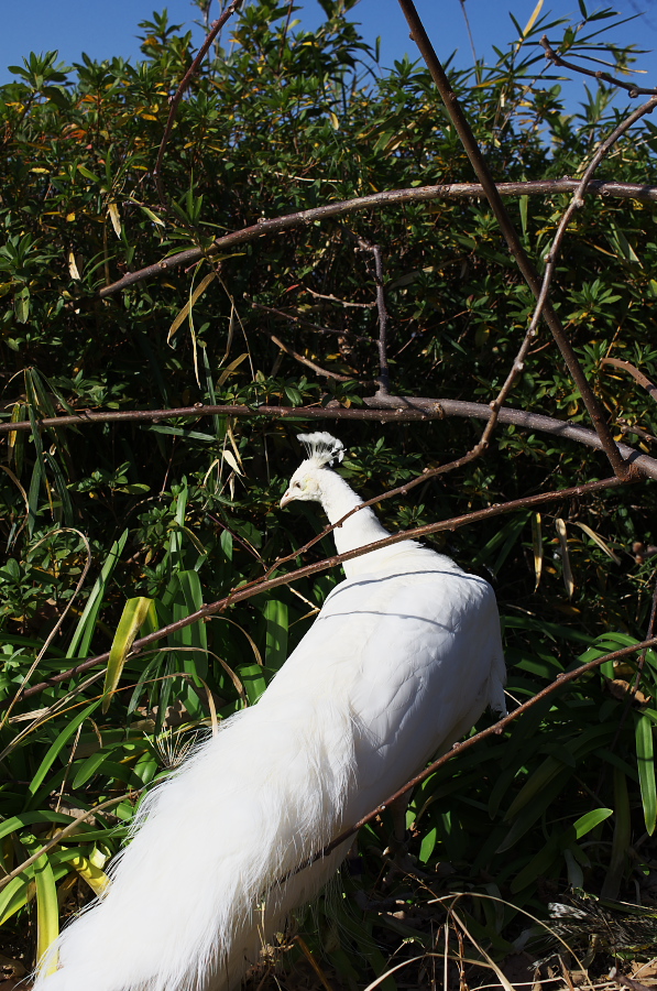 IMGP4105.jpg(477956 byte)