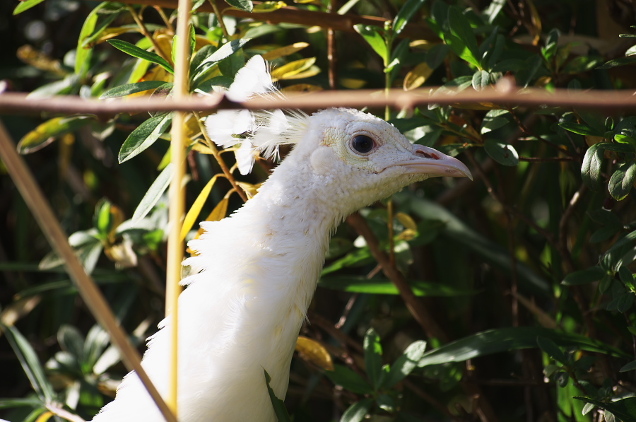 IMGP4108.jpg(274529 byte)