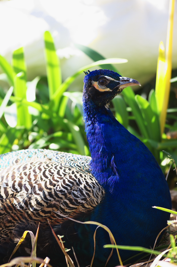 IMGP4113.jpg(306943 byte)