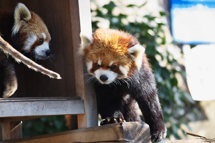 IMGP4121.jpg(298734 byte)