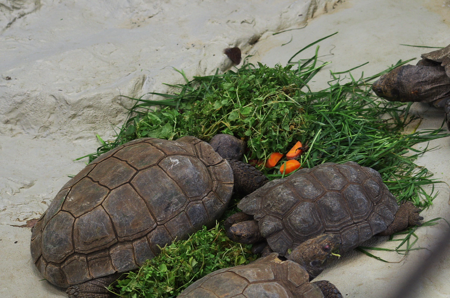 IMGP4134.jpg(416877 byte)