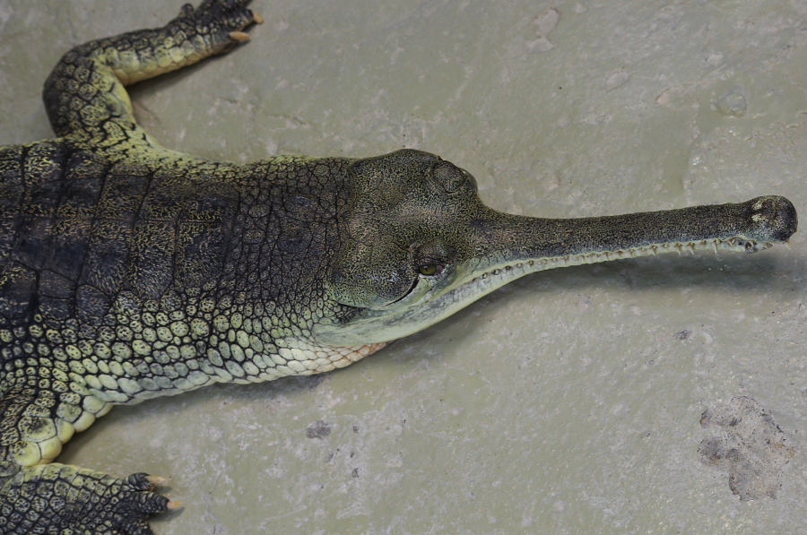 IMGP4136.jpg(368396 byte)