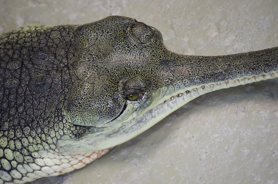 IMGP4138.jpg(392576 byte)