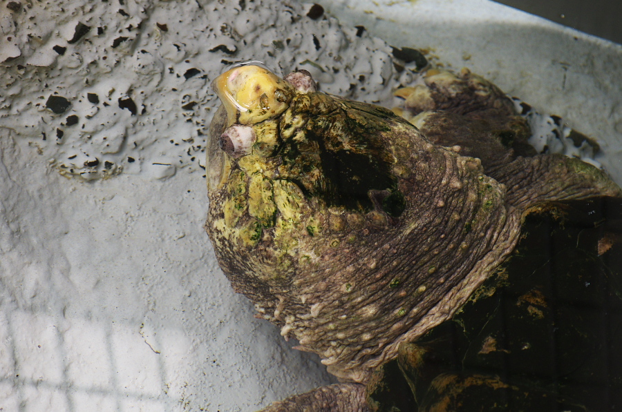 IMGP4142.jpg(380185 byte)