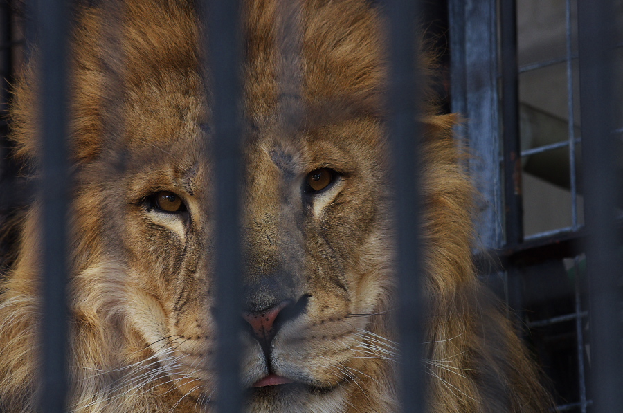 IMGP4150.jpg(334899 byte)