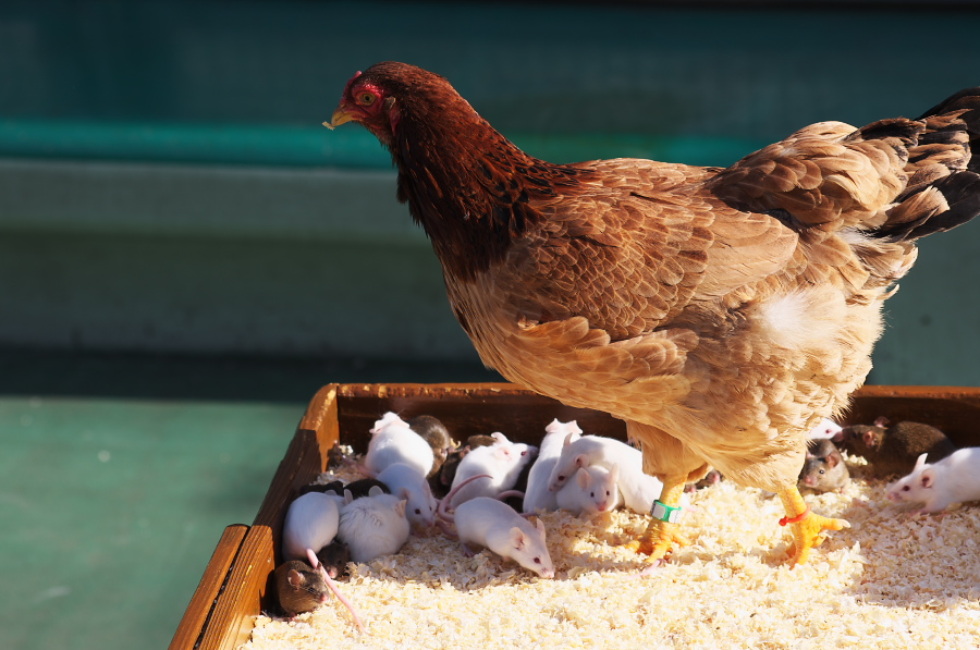 IMGP4177.jpg(301716 byte)