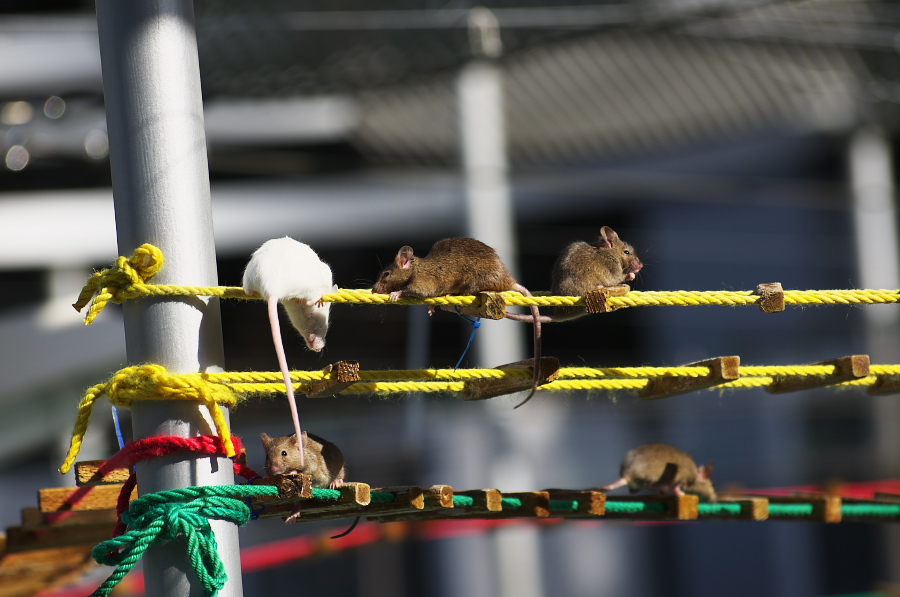 IMGP4186.jpg(239102 byte)