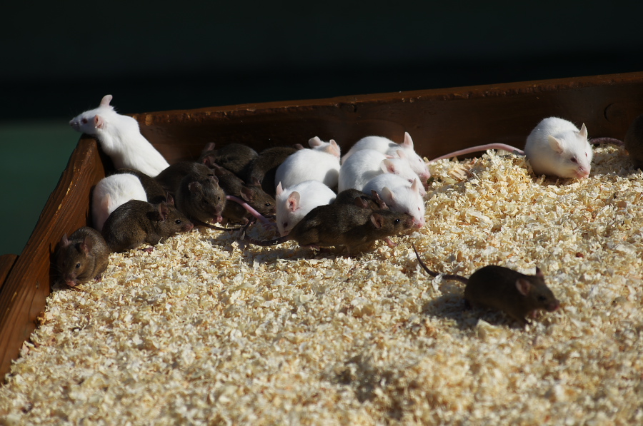 IMGP4197.jpg(330048 byte)