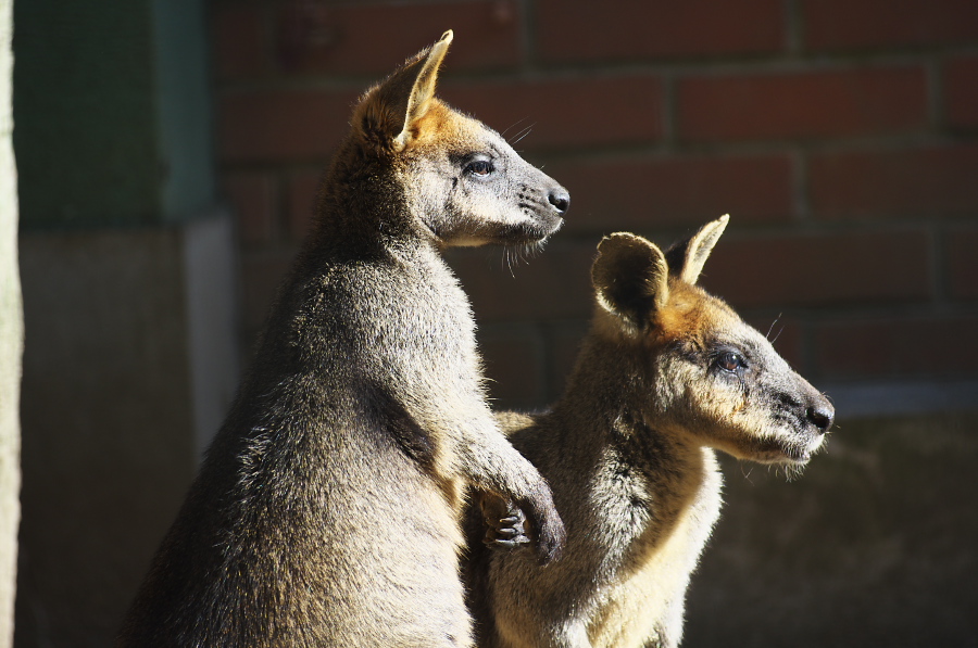 IMGP4204.jpg(261914 byte)