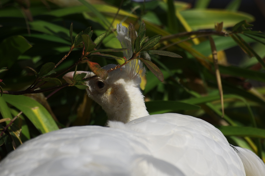 IMGP4220.jpg(187348 byte)