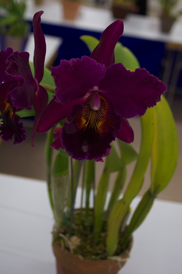 IMGP5302.jpg(170761 byte)