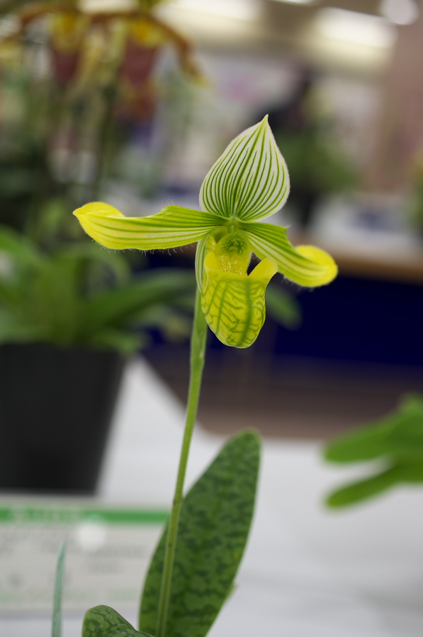 IMGP5311.jpg(160471 byte)