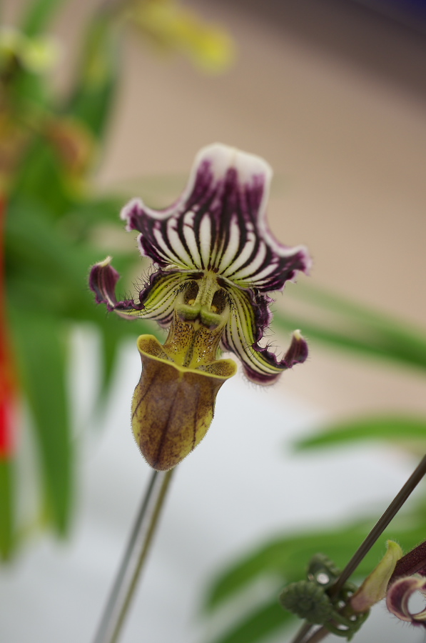 IMGP5313.jpg(174086 byte)