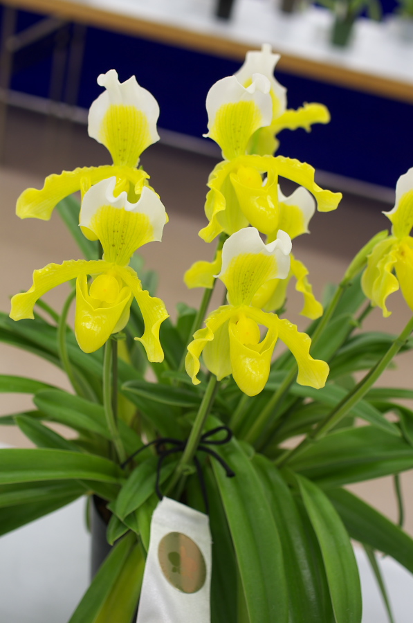 IMGP5315.jpg(216274 byte)