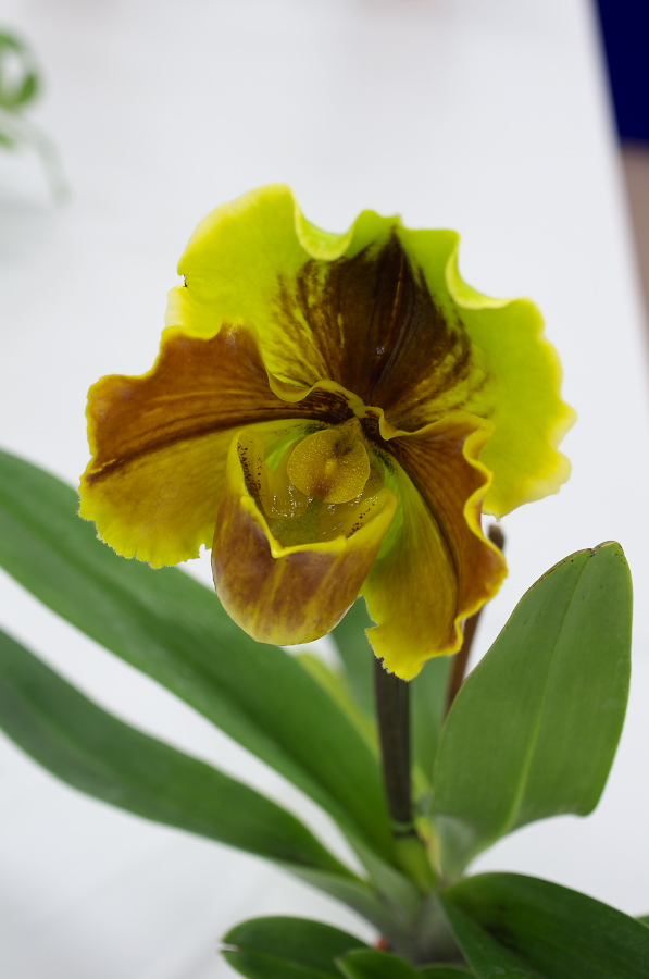 IMGP5317.jpg(175316 byte)