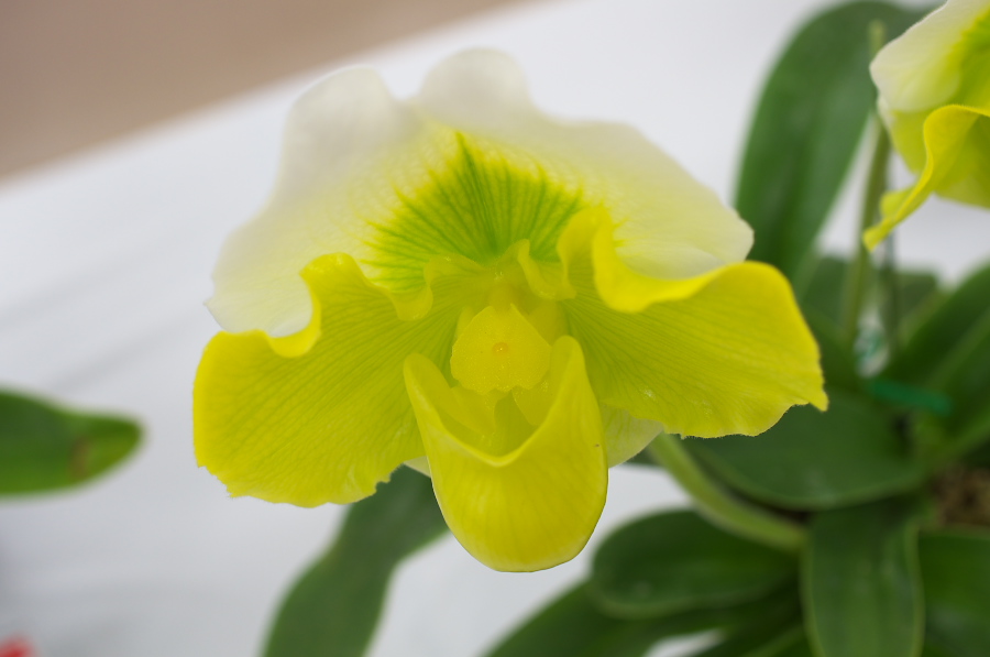 IMGP5320.jpg(150573 byte)