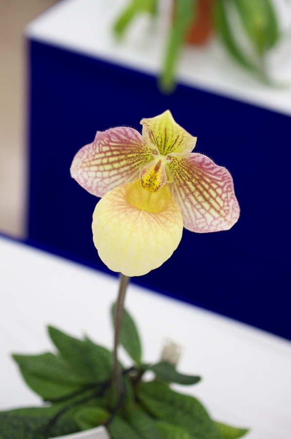 IMGP5323.jpg(152975 byte)