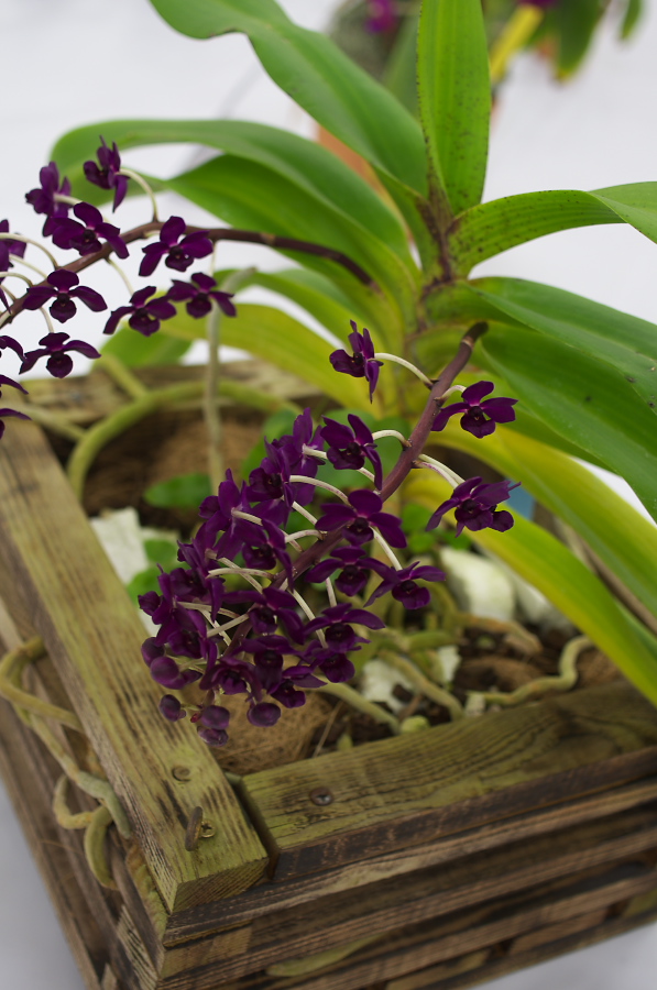 IMGP5327.jpg(263848 byte)