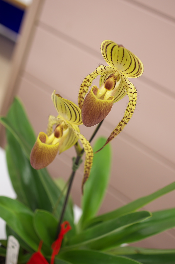 IMGP5329.jpg(170812 byte)