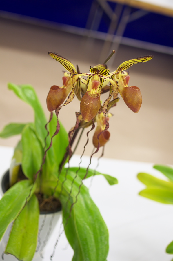 IMGP5333.jpg(184527 byte)