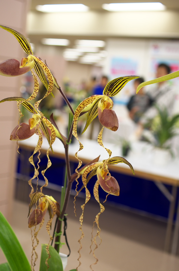 IMGP5340.jpg(239549 byte)