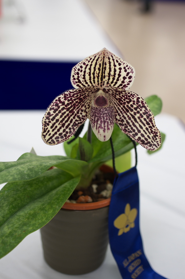 IMGP5343.jpg(208655 byte)