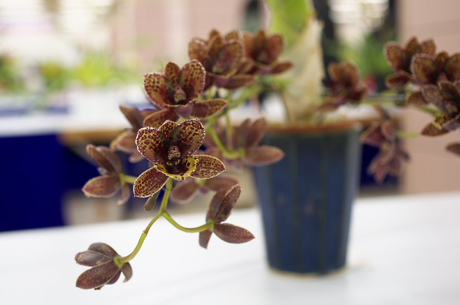 IMGP5349.jpg(177000 byte)