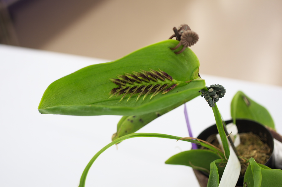 IMGP5357.jpg(160024 byte)