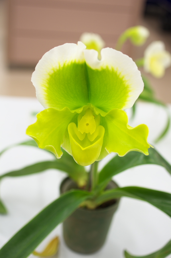 IMGP5364.jpg(158894 byte)