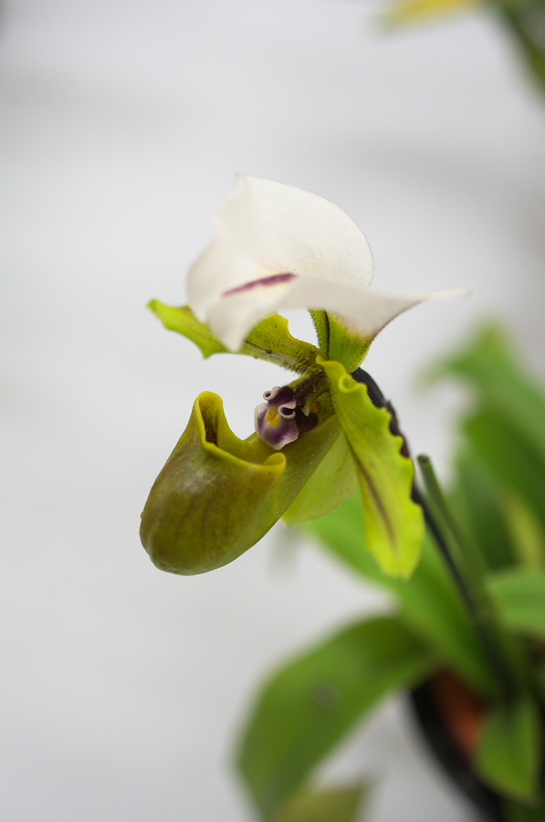 IMGP5372.jpg(140211 byte)