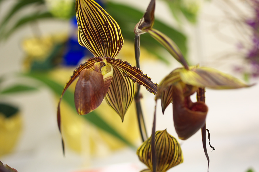 IMGP5379.jpg(222480 byte)