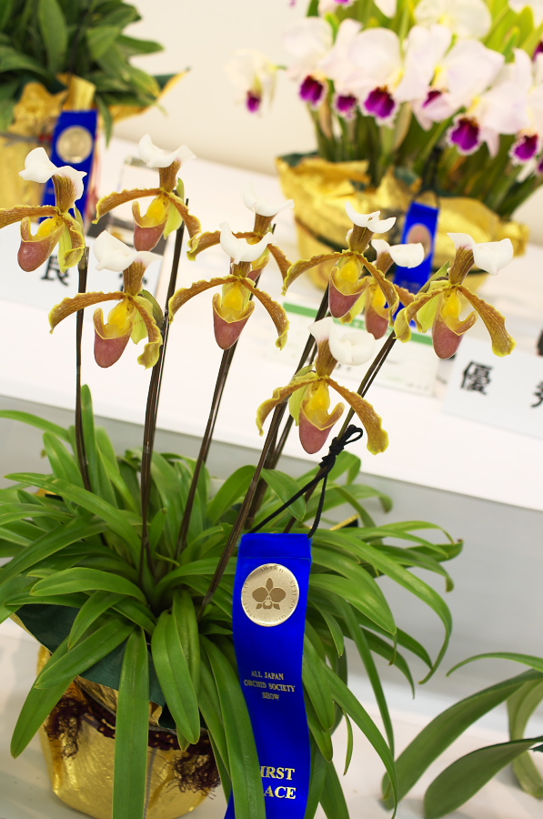 IMGP5385.jpg(302984 byte)