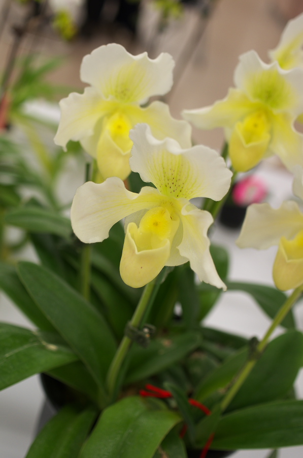 IMGP5407.jpg(173965 byte)