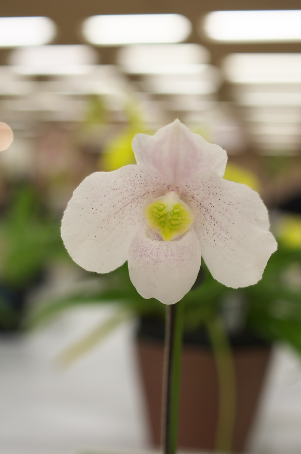 IMGP5411.jpg(152378 byte)