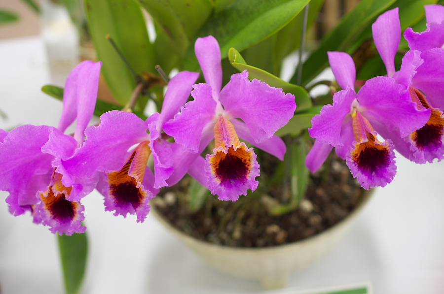 IMGP5415.jpg(242058 byte)