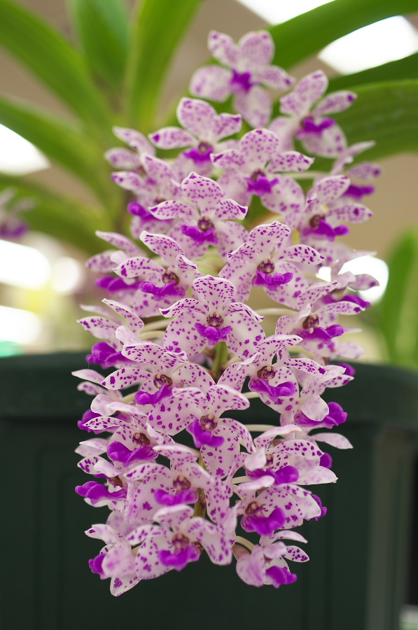 IMGP5417.jpg(285742 byte)